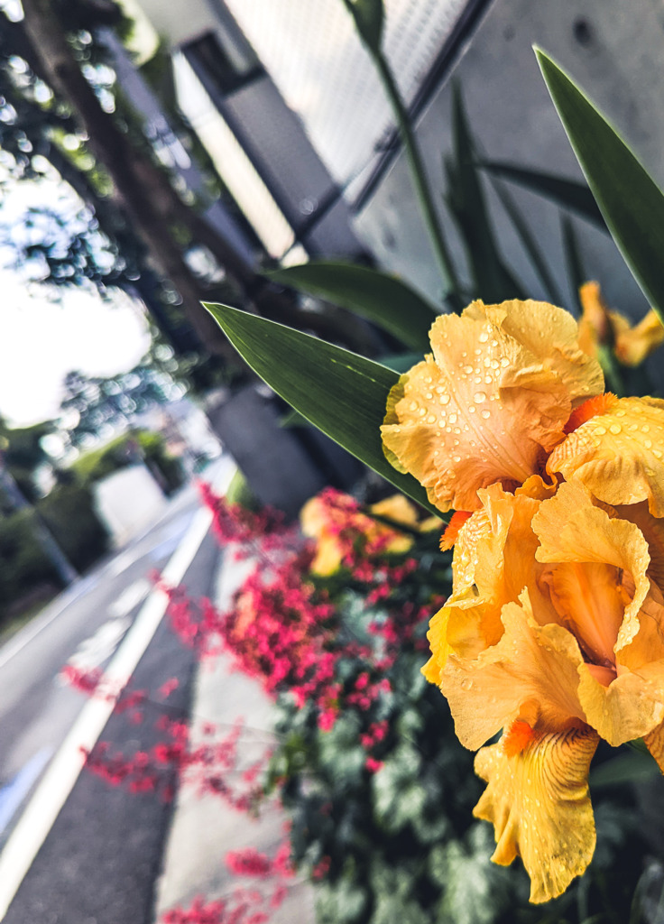 雨上がりの笑顔