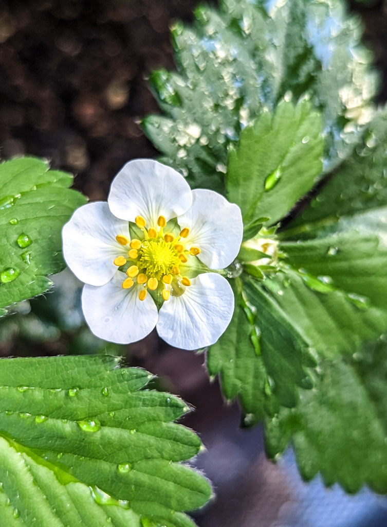 スウィートストロベリー