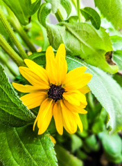 小さな姿、大きな心