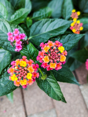 寄り添う可愛さ