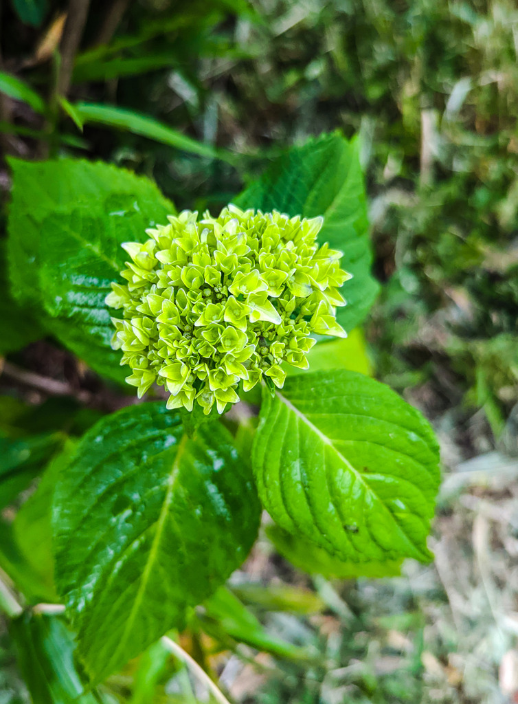口を開けた雛鳥みたい