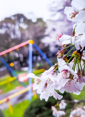 雨の中の桜