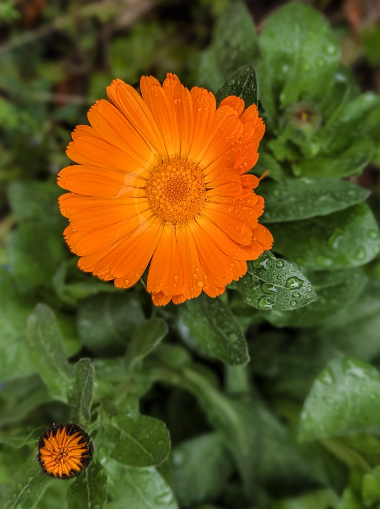 雨上がりの笑顔