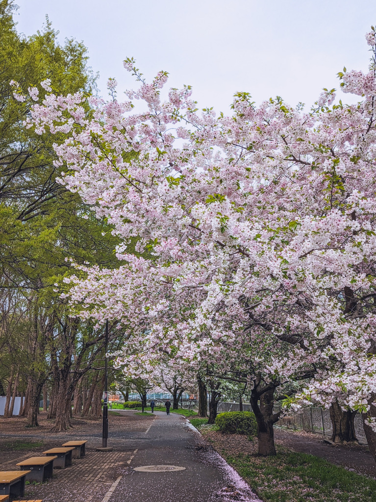 桜の季節