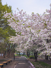 桜の季節