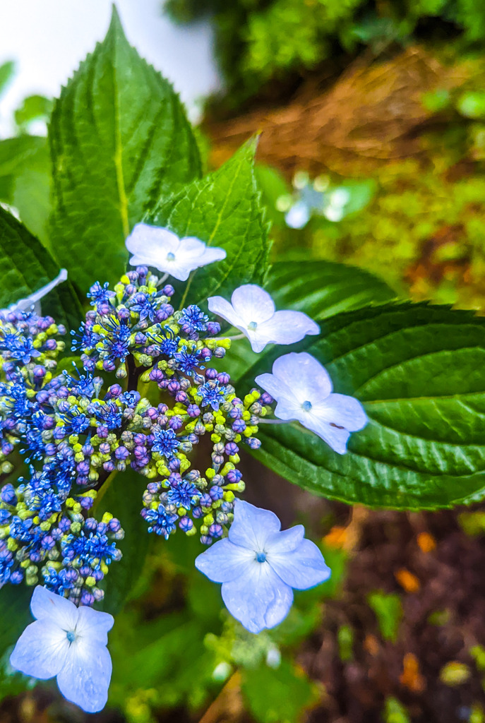 紫陽花の季節