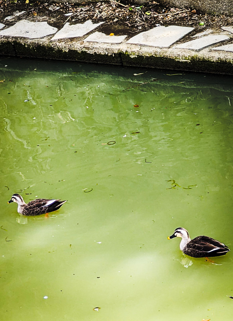 雨の後のつがいの朝に