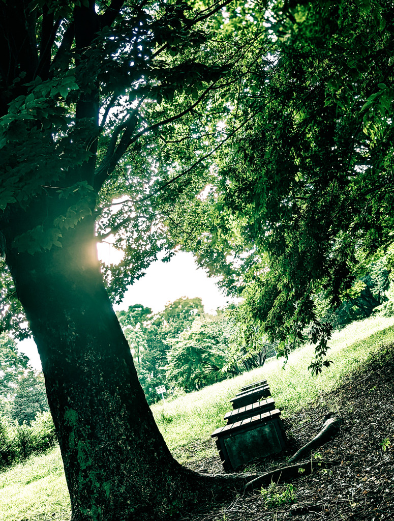木漏れ日の中で