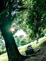 木漏れ日の中で