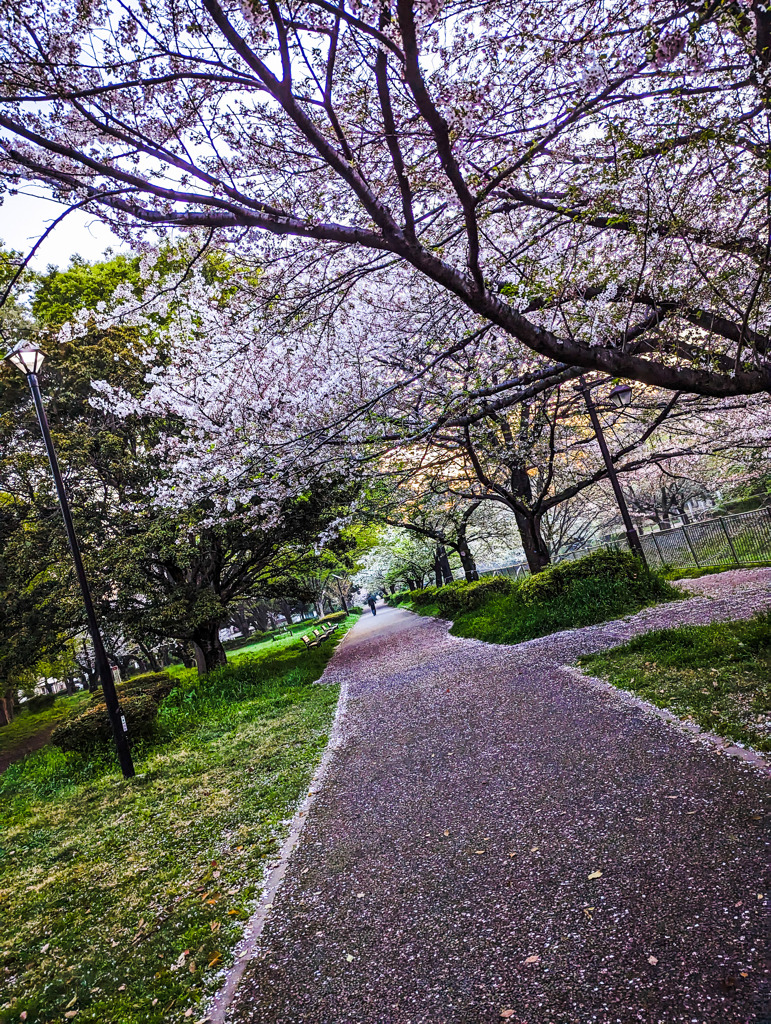 桜道