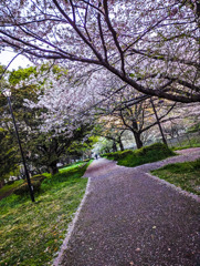 桜道