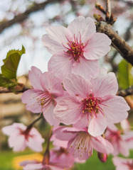 桜咲く