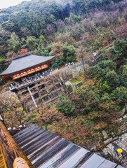 雨に濡れる清水寺