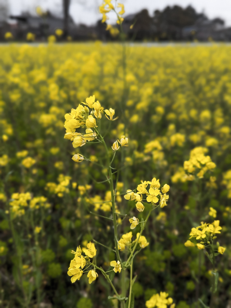 菜の花の笑顔
