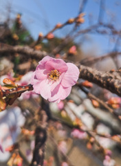 桜の笑顔