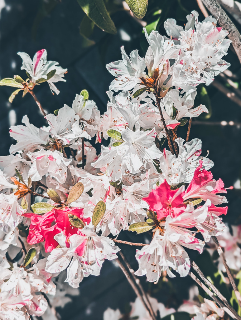 晴れ間のツツジ