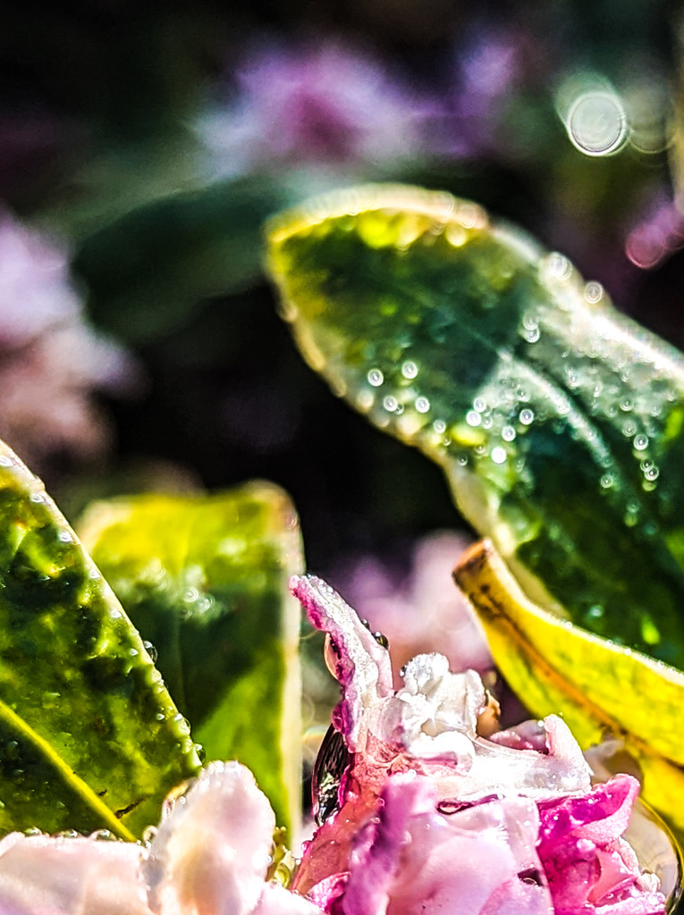 雨上がりの朝に