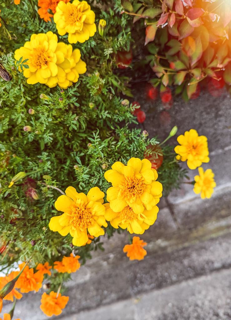 たくさんの笑顔