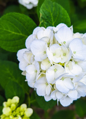 白い紫陽花咲いた