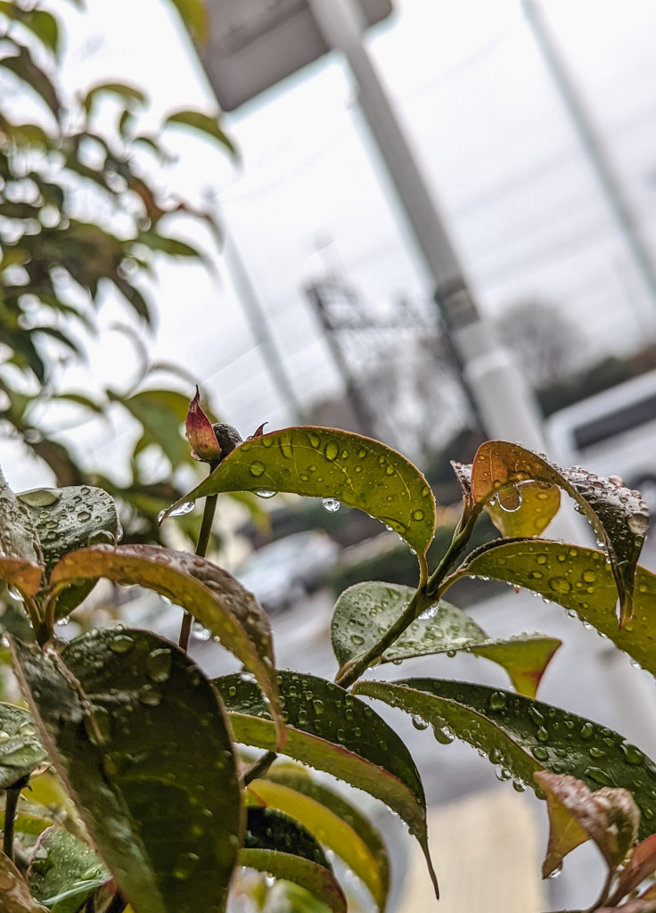 雨の日