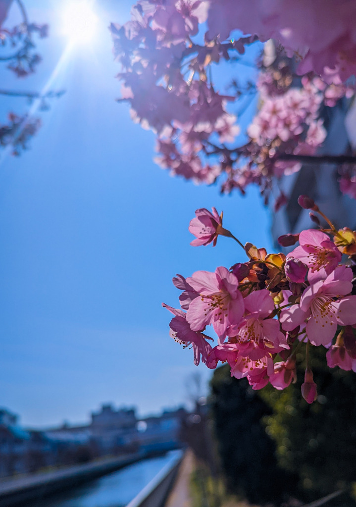 桜と青空