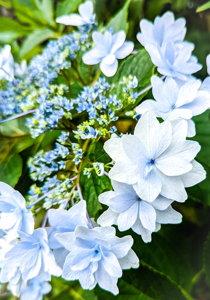 陽射しの中の紫陽花