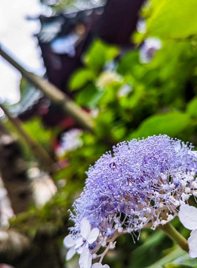 沸き立つ花びら