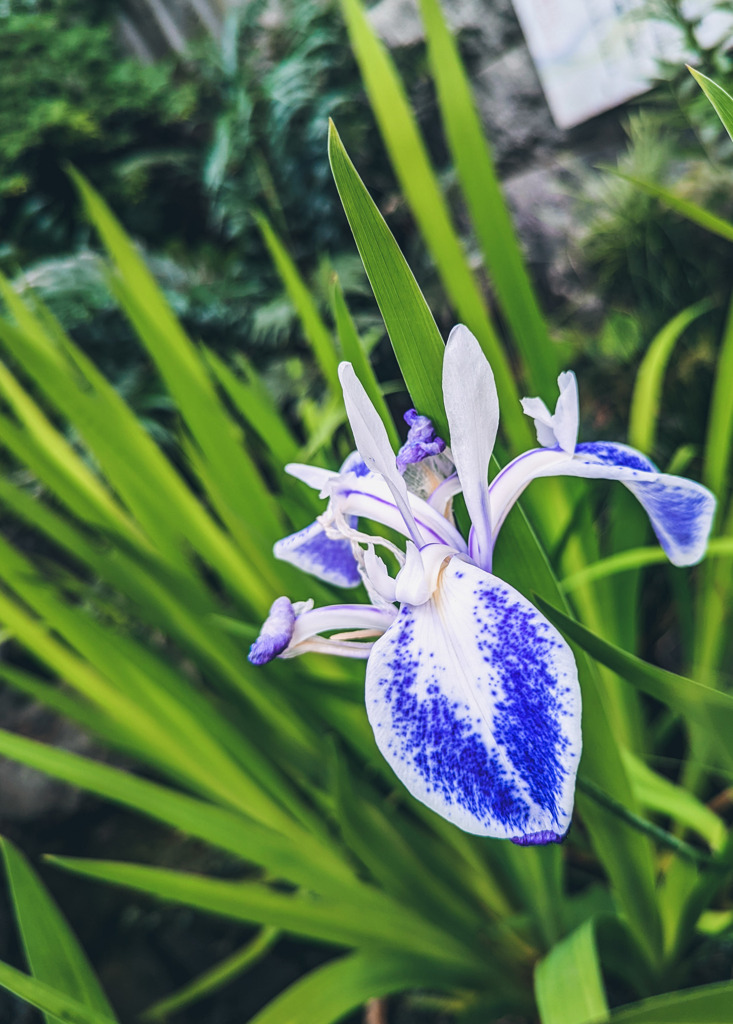 今年もまた会えた