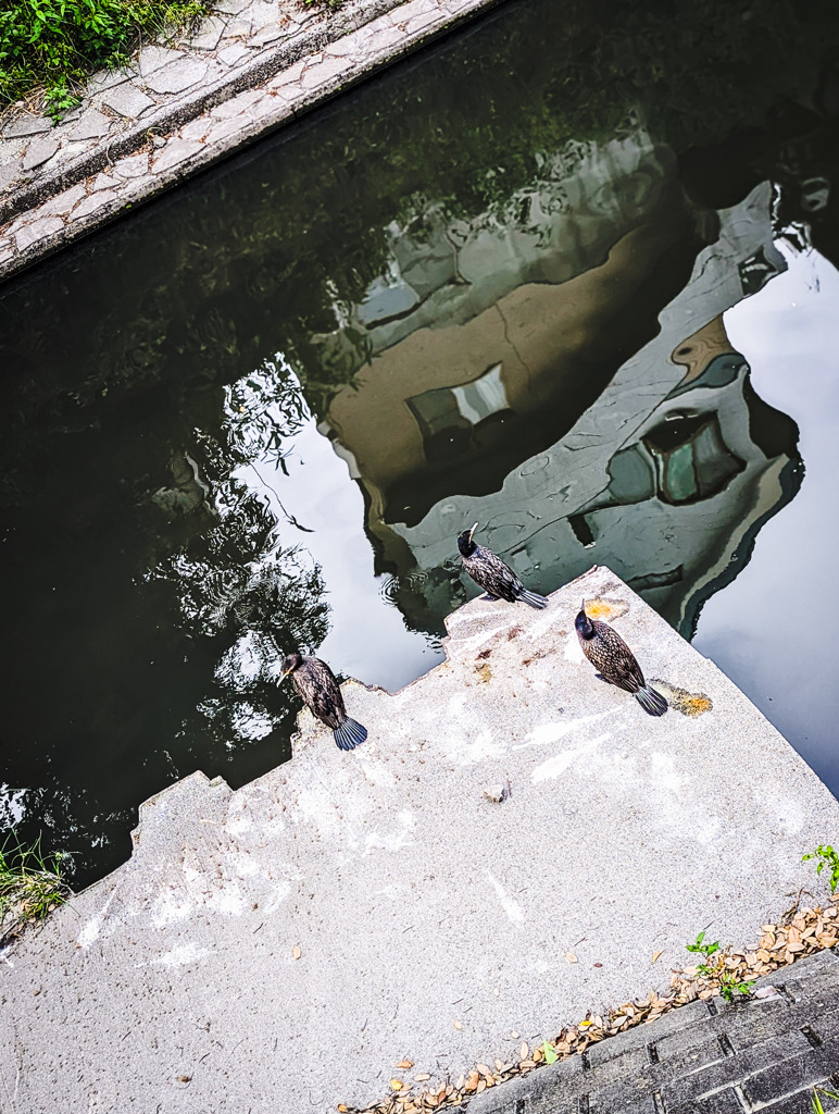 時を眺める仲良い三羽