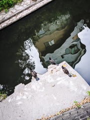 時を眺める仲良い三羽