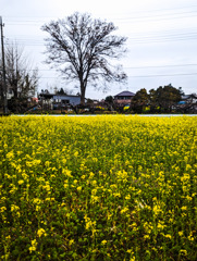 菜の花畑