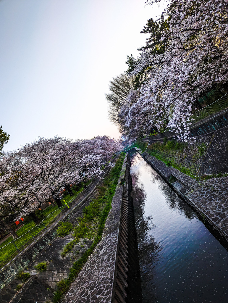 川辺の桜