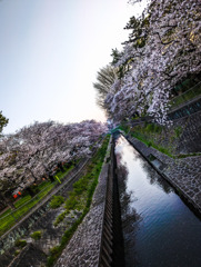 川辺の桜
