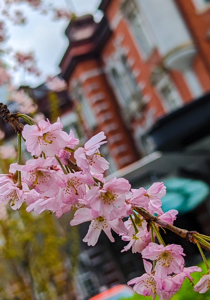 時を見守る桜の木