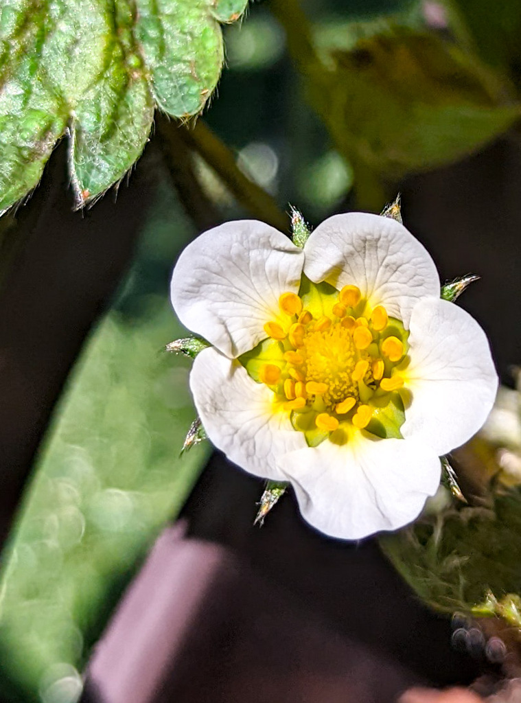 いちごの花