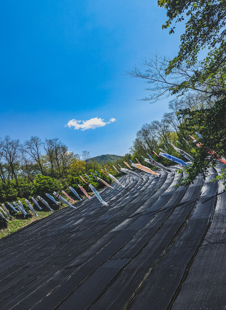 わさび園の鯉のぼり