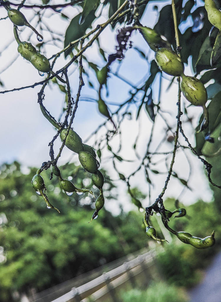 雨上がりの川沿い