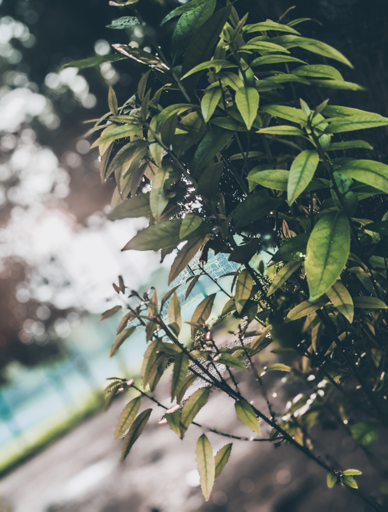 緩やかな陽射し