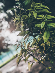 緩やかな陽射し