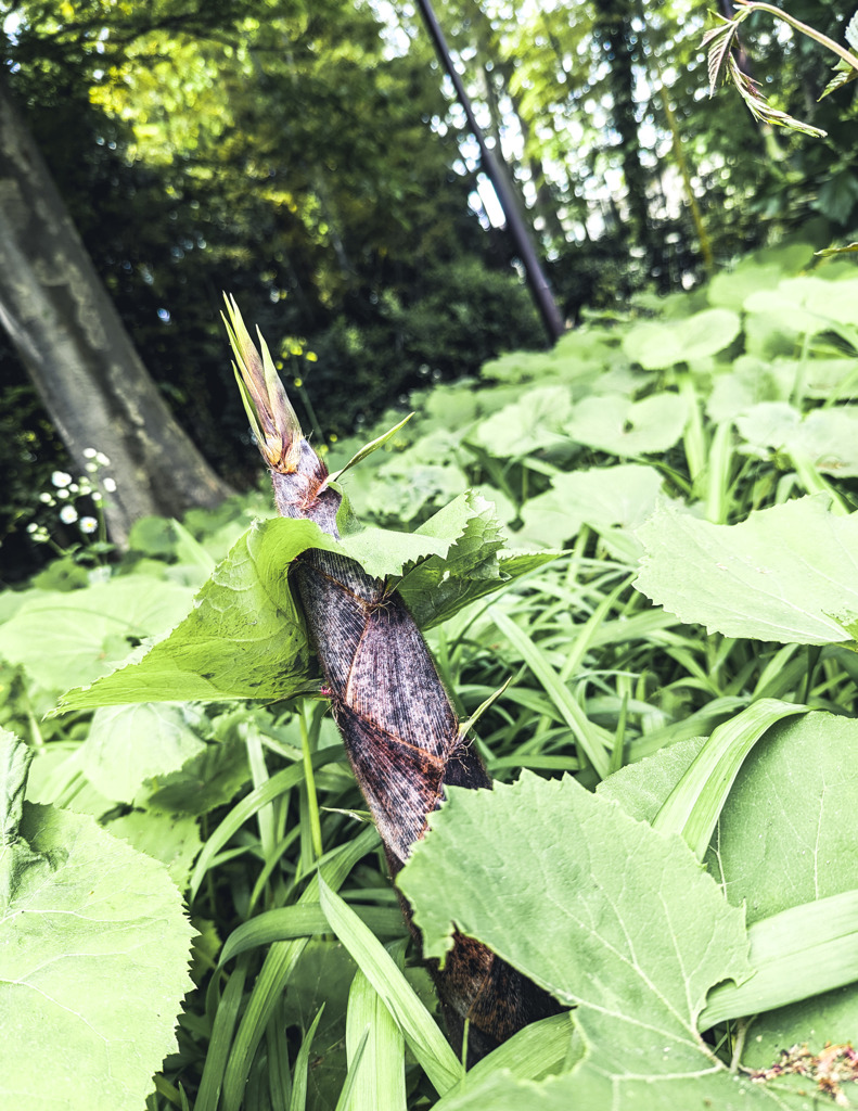 たけのこ生えた