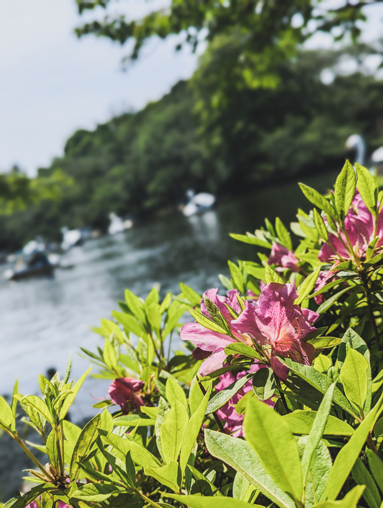 スワンが踊る休みの公園