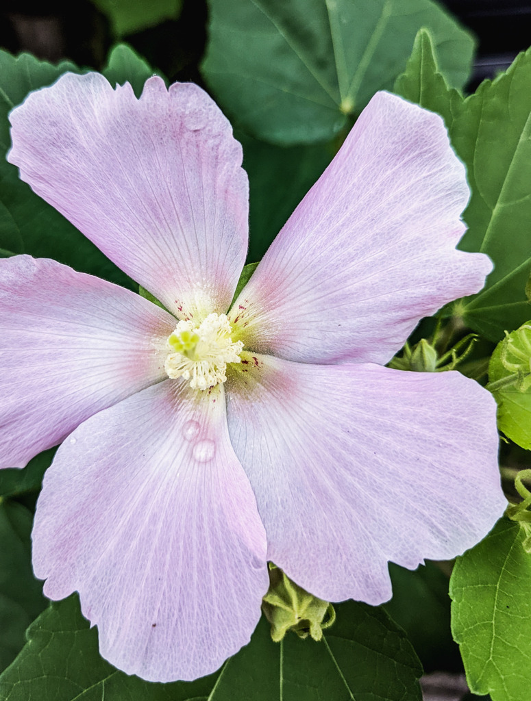 夏の朝