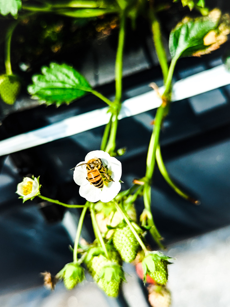 ミツバチが運ぶもの