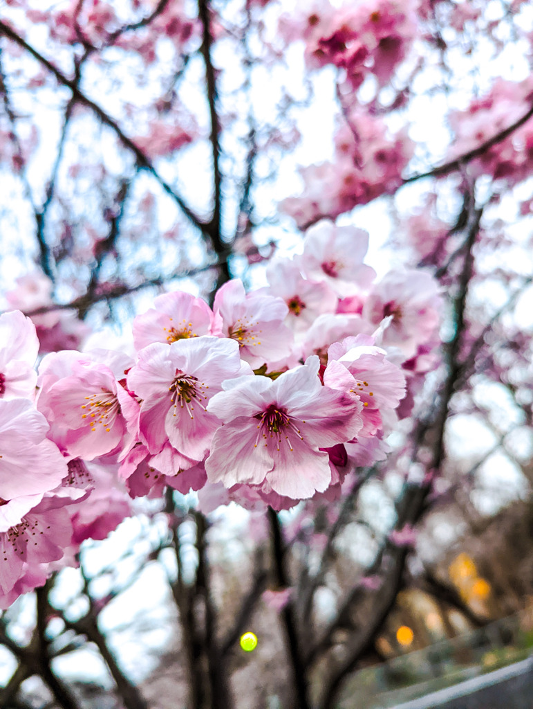 こちらの桜もまだまだ元気