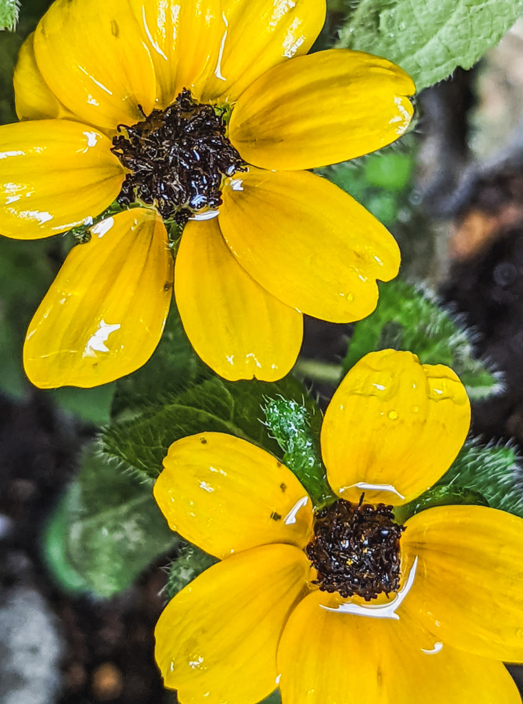 新しい小さな夏の花