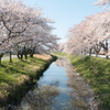 河川～さくら