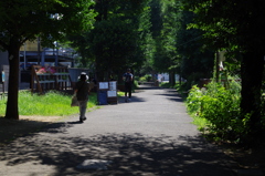 夏の緑道