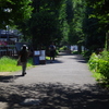 夏の緑道