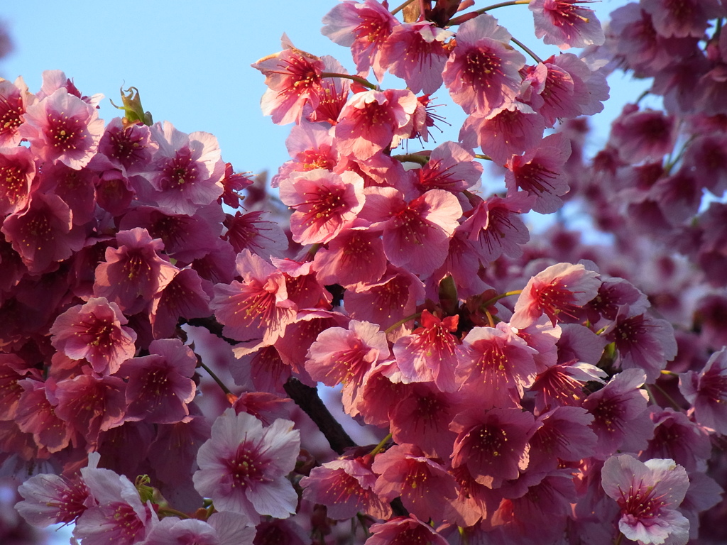 寒緋桜