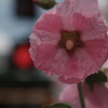街中の花#3
